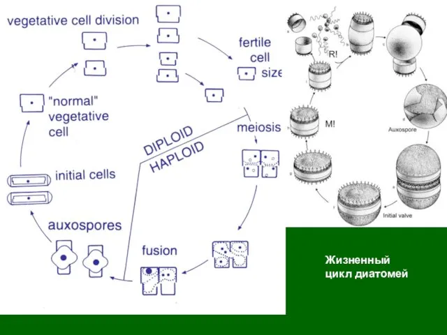 Жизненный цикл диатомей