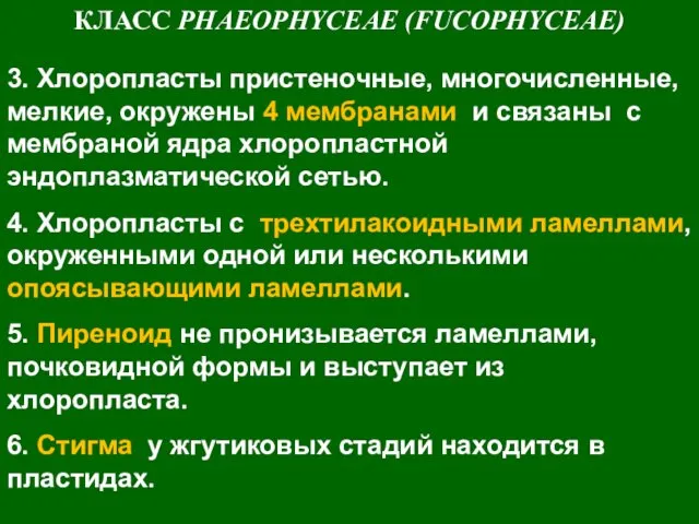 КЛАСС PHAEOPHYCEAE (FUCOPHYCEAE) 3. Хлоропласты пристеночные, многочисленные, мелкие, окружены 4