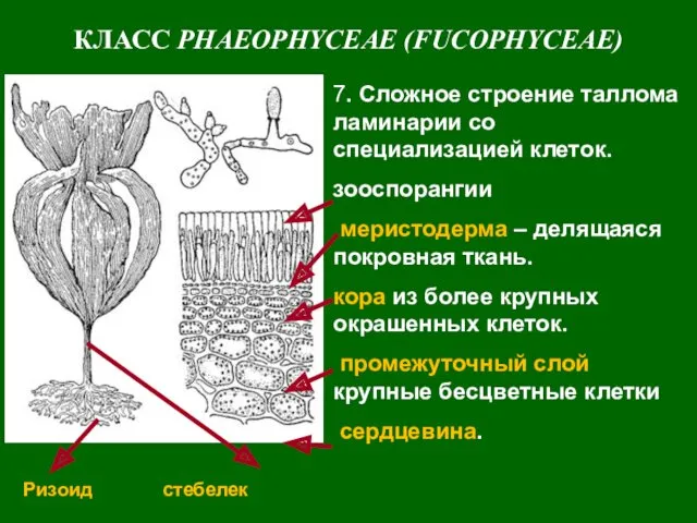 КЛАСС PHAEOPHYCEAE (FUCOPHYCEAE) 7. Сложное строение таллома ламинарии со специализацией