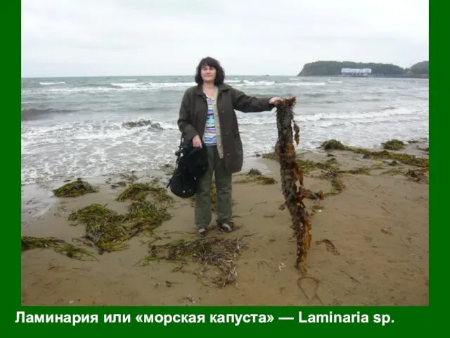 Ламинария или «морская капуста» — Laminaria sp.