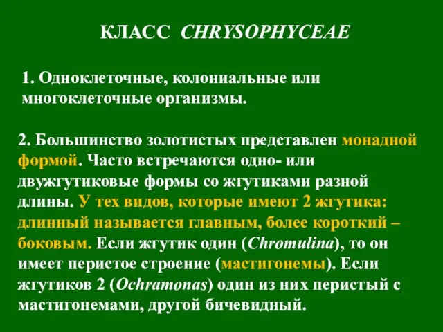 КЛАСС CHRYSOPHYCEAE 1. Одноклеточные, колониальные или многоклеточные организмы. 2. Большинство