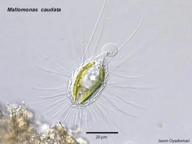 Mallomonas caudata