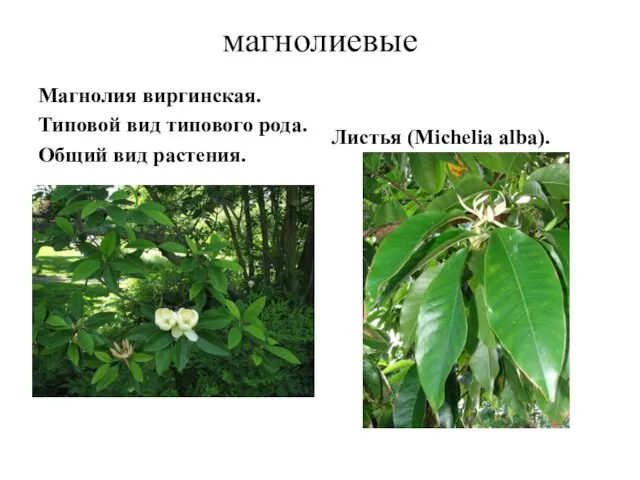магнолиевые Магнолия виргинская. Типовой вид типового рода. Общий вид растения. Листья (Michelia alba).