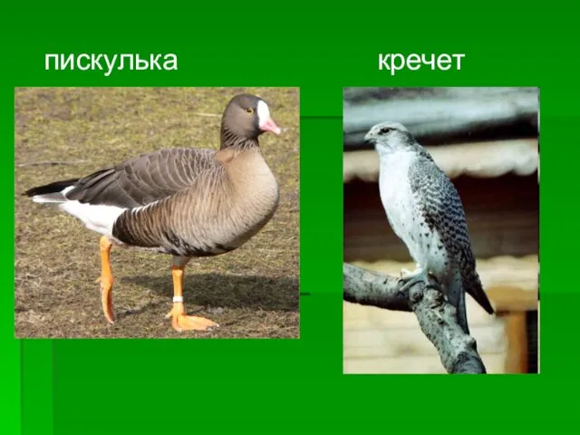 пискулька кречет