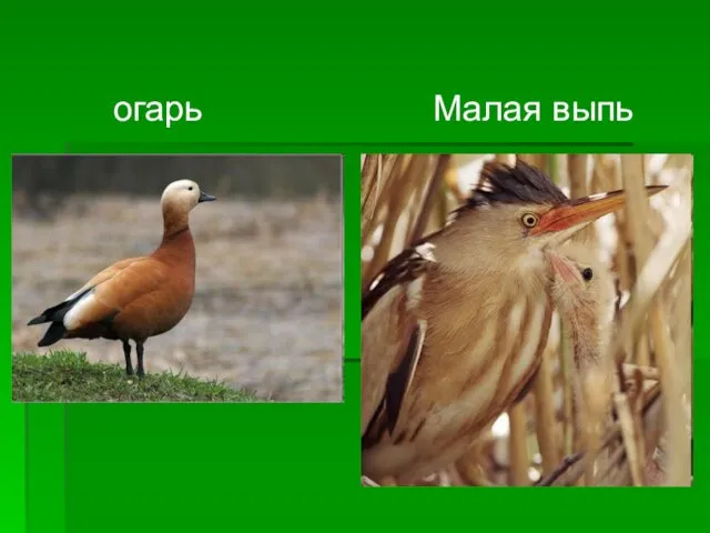 огарь Малая выпь