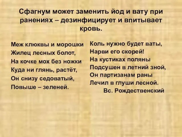 Сфагнум может заменить йод и вату при ранениях – дезинфицирует