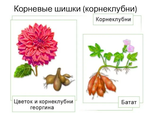 Корневые шишки (корнеклубни)