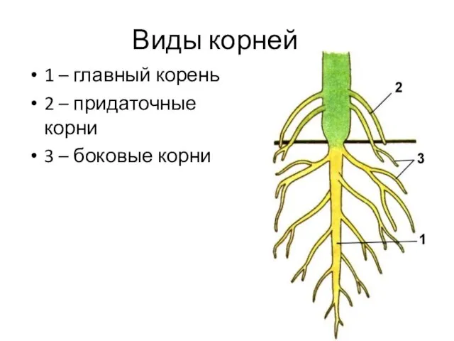 Виды корней 1 – главный корень 2 – придаточные корни 3 – боковые корни