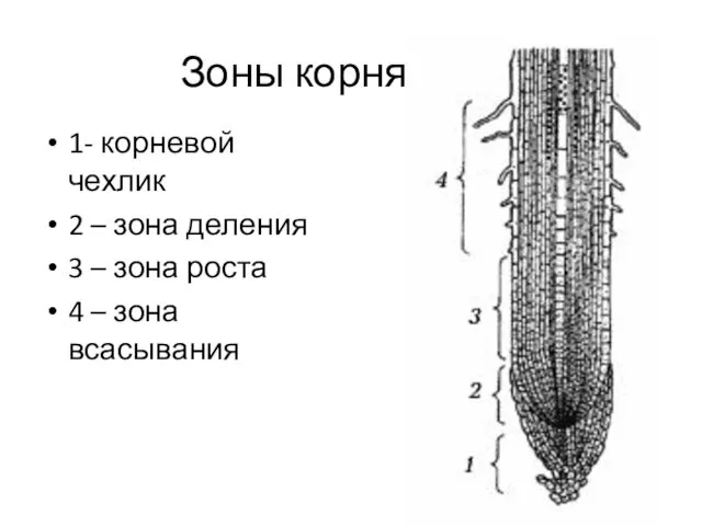 Зоны корня 1- корневой чехлик 2 – зона деления 3