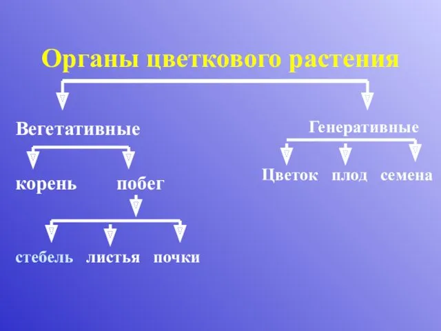 Органы цветкового растения Вегетативные корень побег стебель листья почки Генеративные Цветок плод семена