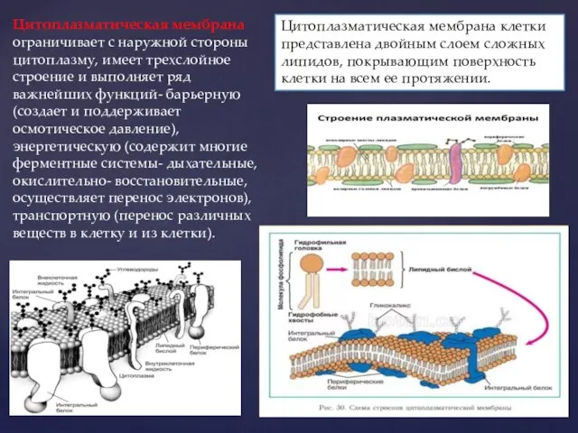 Цитоплазматическая мембрана клетки представлена двойным слоем сложных липидов, покрывающим поверхность