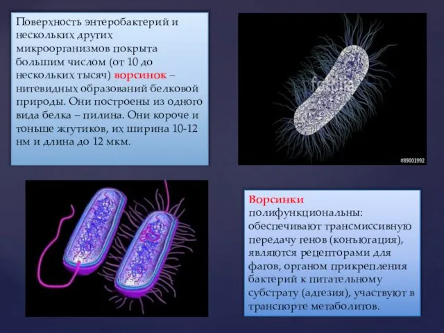 Поверхность энтеробактерий и нескольких других микроорганизмов покрыта большим числом (от