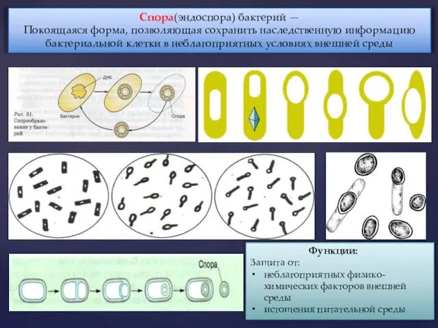 Спора(эндоспора) бактерий — Покоящаяся форма, позволяющая сохранить наследственную информацию бактериальной