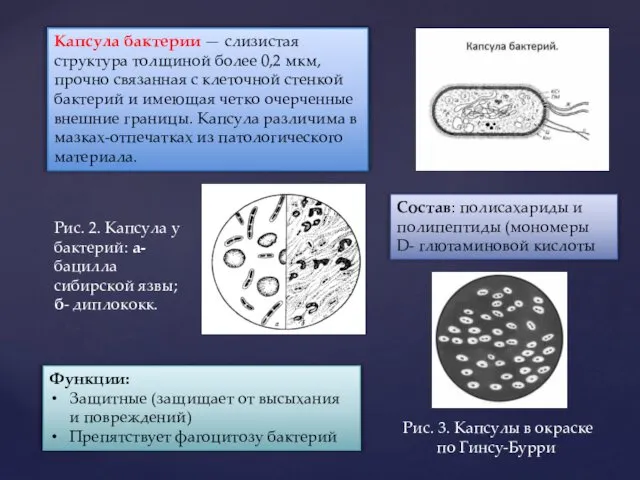 Капсула бактерии — слизистая структура толщиной более 0,2 мкм, прочно