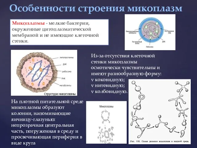 Особенности строения микоплазм Микоплазмы - мелкие бактерии, окруженные цитоплазматической мембраной