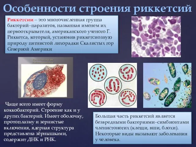 Особенности строения риккетсий Риккетсии – это многочисленная группа бактерий–паразитов, наз­ванная