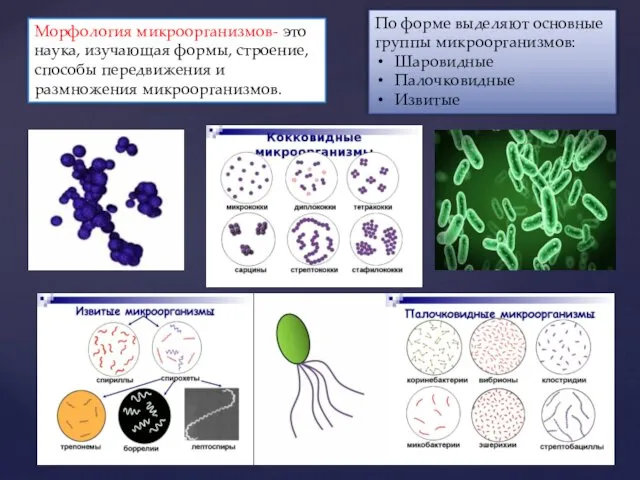 Морфология микроорганизмов- это наука, изучающая формы, строение, способы передвижения и