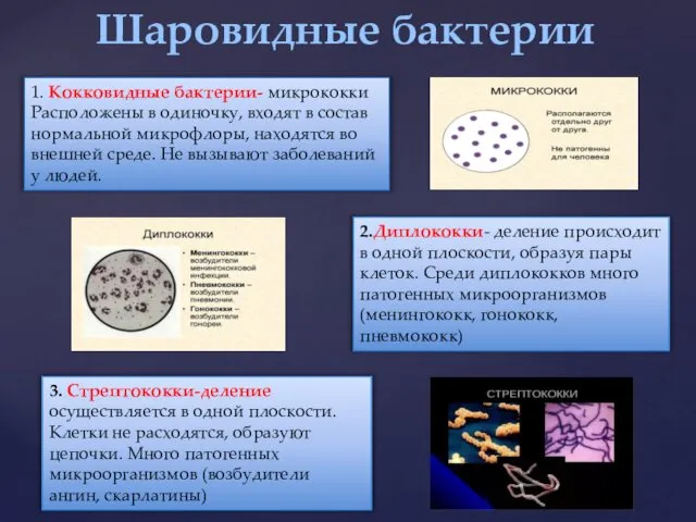 Шаровидные бактерии 1. Кокковидные бактерии- микрококки Расположены в одиночку, входят