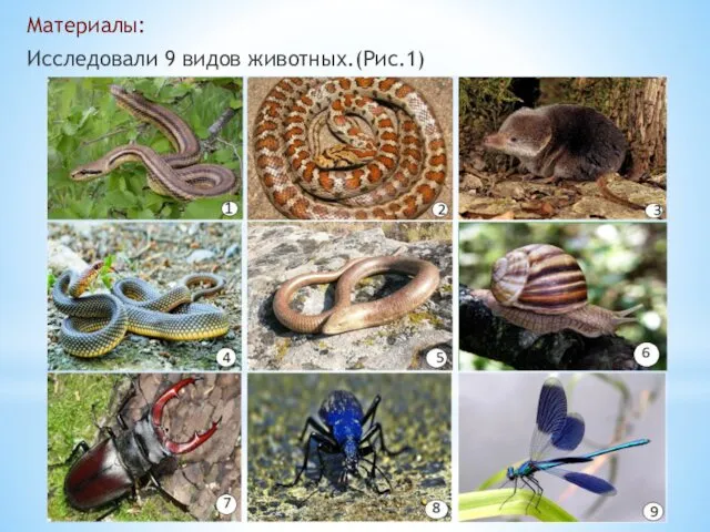 Материалы: Исследовали 9 видов животных.(Рис.1)