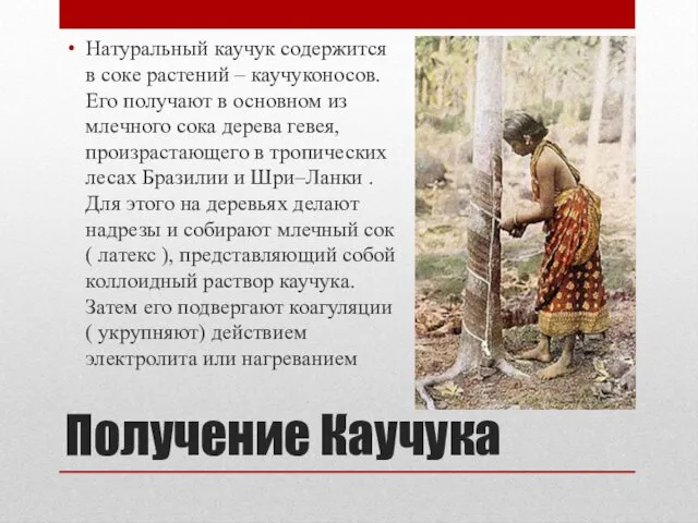 Получение Каучука Натуральный каучук содержится в соке растений – каучуконосов.