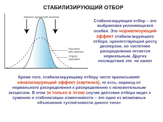 СТАБИЛИЗИРУЮЩИЙ ОТБОР Стабилизирующий отбор – это выбраковка уклоняющихся особей. Это