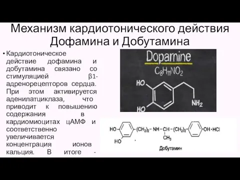 Механизм кардиотонического действия Дофамина и Добутамина Кардиотоническое действие дофамина и