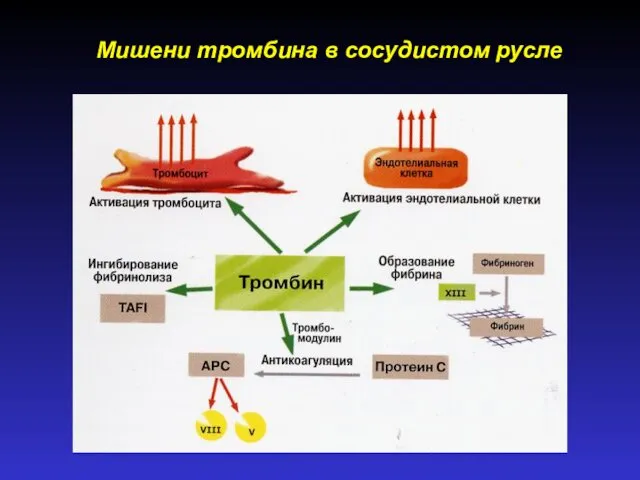 Мишени тромбина в сосудистом русле