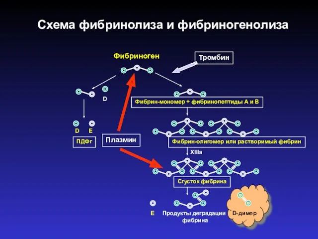 Схема фибринолиза и фибриногенолиза Фибриноген Тромбин Фибрин-мономер + фибринопептиды А