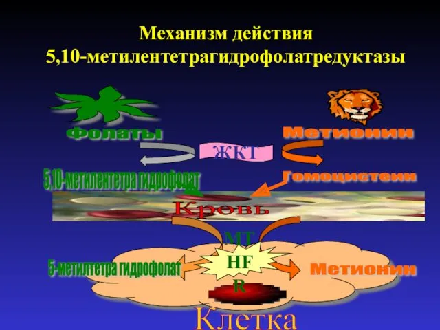 Механизм действия 5,10-метилентетрагидрофолатредуктазы