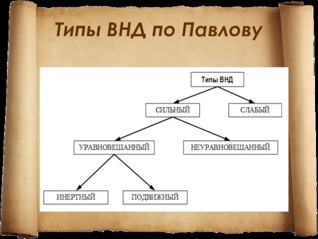 Типы ВНД по Павлову