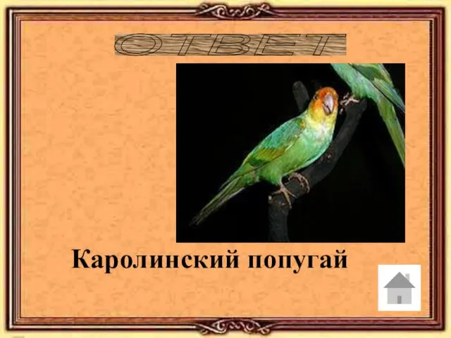 ОТВЕТ Каролинский попугай