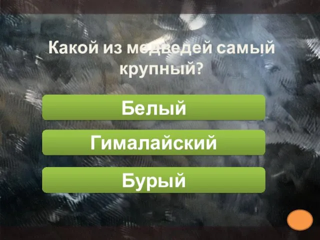 Какой из медведей самый крупный? Бурый Гималайский Белый