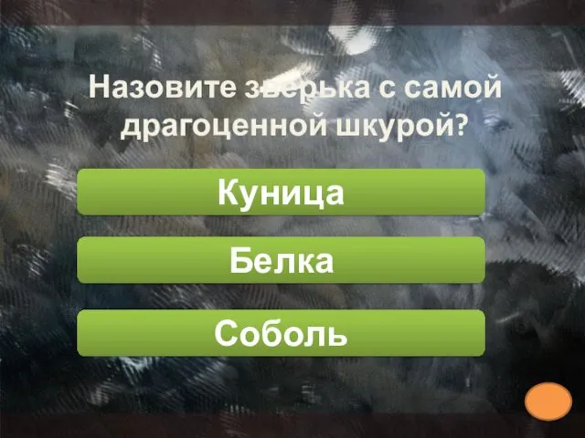 Назовите зверька с самой драгоценной шкурой? Куница Соболь Белка