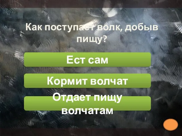 Как поступает волк, добыв пищу? Ест сам Кормит волчат Отдает пищу волчатам