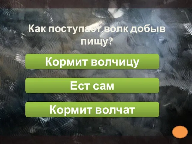 Как поступает волк добыв пищу? Ест сам Кормит волчицу Кормит волчат