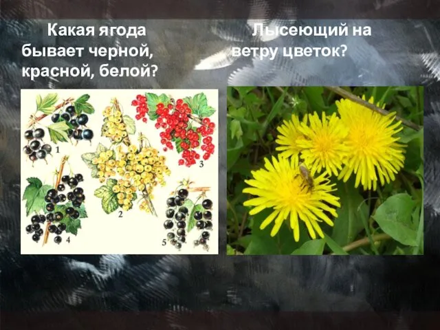 Какая ягода бывает черной, красной, белой? Лысеющий на ветру цветок?