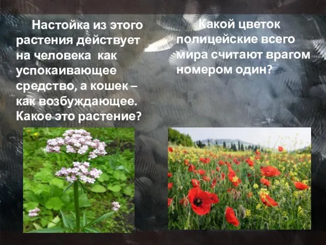 Настойка из этого растения действует на человека как успокаивающее средство,