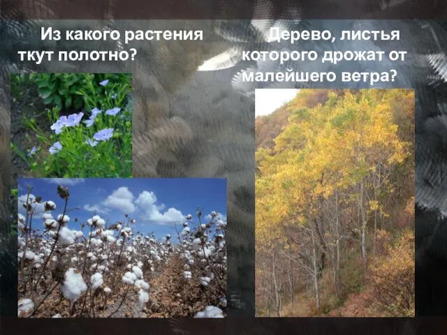 Из какого растения ткут полотно? Дерево, листья которого дрожат от малейшего ветра?