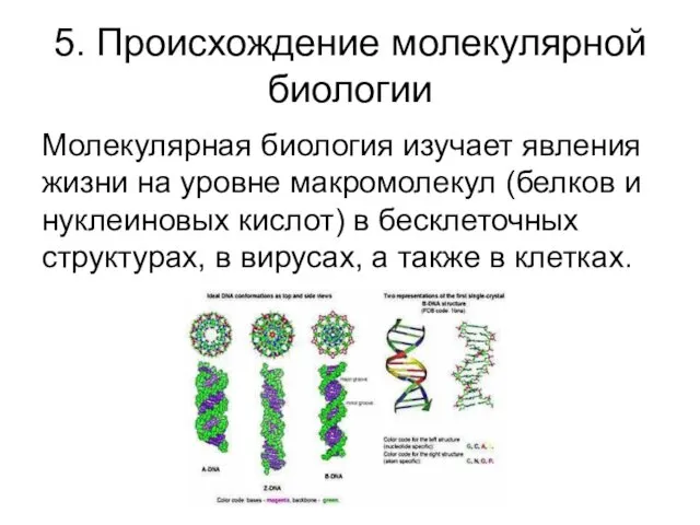 5. Происхождение молекулярной биологии Молекулярная биология изучает явления жизни на