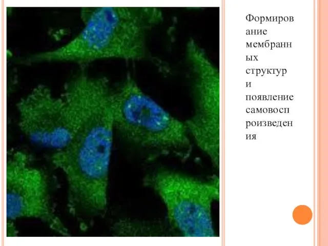 Формирование мембранных структур и появление самовоспроизведения