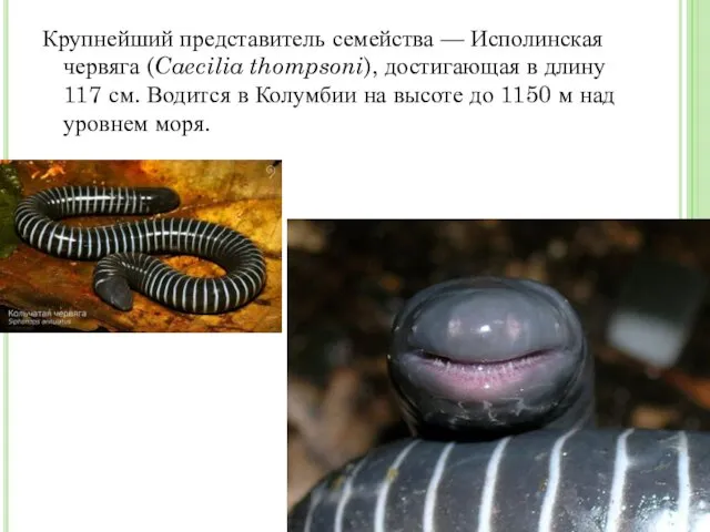 Крупнейший представитель семейства — Исполинская червяга (Caecilia thompsoni), достигающая в длину 117 см.