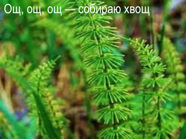 Ощ, ощ, ощ — собираю хвощ