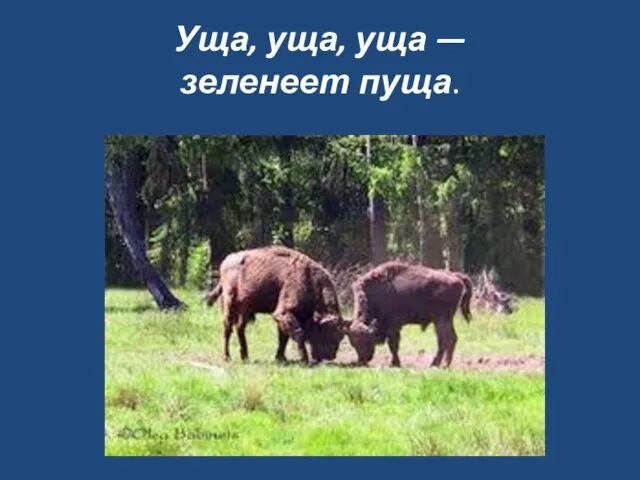 Уща, уща, уща — зеленеет пуща.