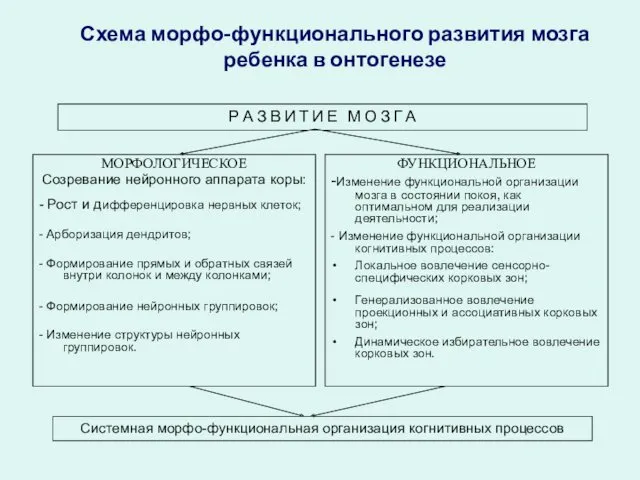 МОРФОЛОГИЧЕСКОЕ Созревание нейронного аппарата коры: - Рост и дифференцировка нервных