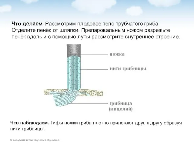 Что делаем. Рассмотрим плодовое тело трубчатого гриба. Отделите пенёк от