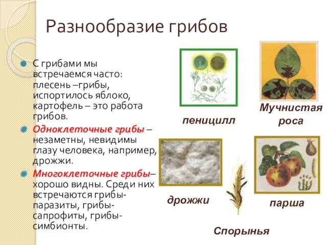 Разнообразие грибов С грибами мы встречаемся часто: плесень –грибы, испортилось