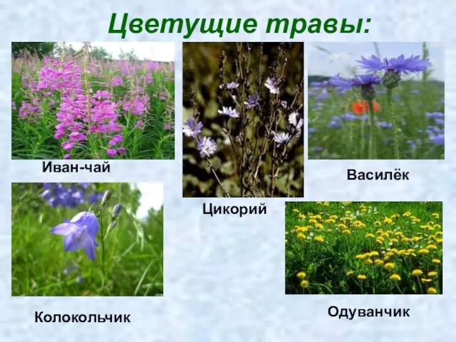 Цветущие травы: Иван-чай Василёк Цикорий Колокольчик Одуванчик