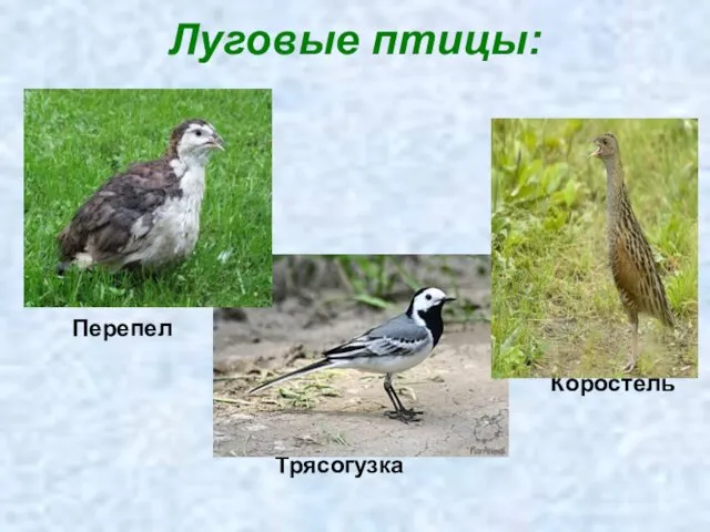 Луговые птицы: Перепел Коростель Трясогузка