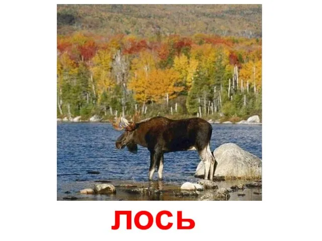 лось