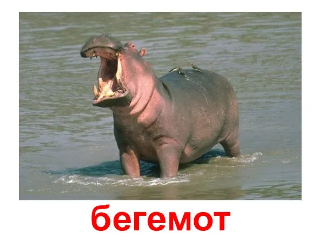 бегемот